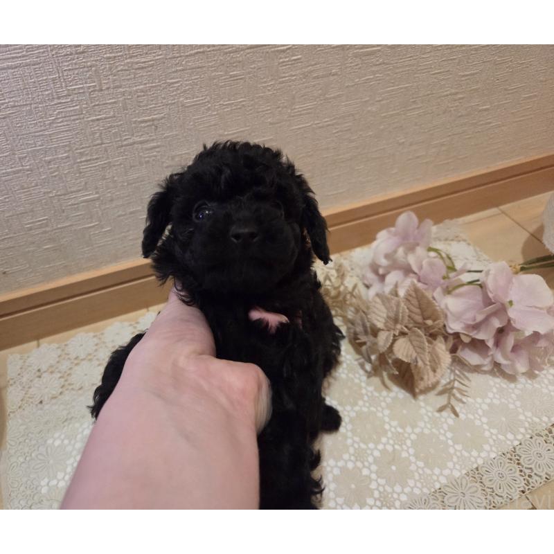 成約済の広島県のタイニープードル-423800の10枚目