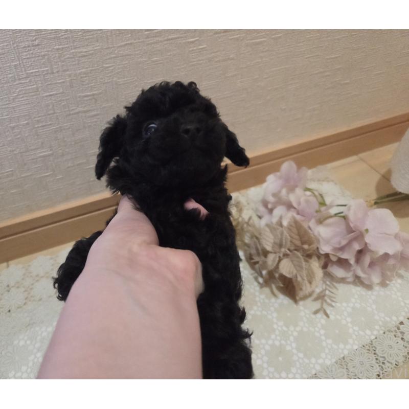 成約済の広島県のタイニープードル-423800の9枚目