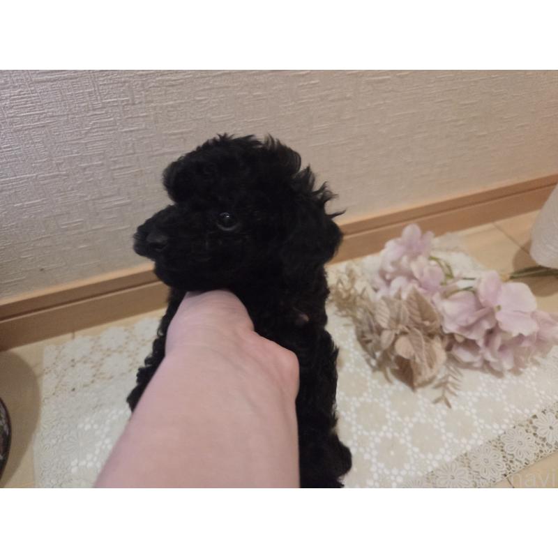 成約済の広島県のタイニープードル-423800の8枚目