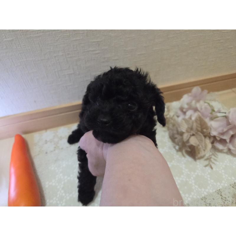 成約済の広島県のタイニープードル-423800の7枚目