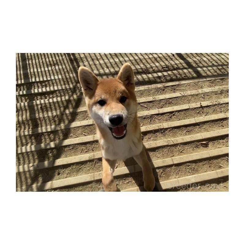 販売中の愛知県の柴犬-428344の3枚目