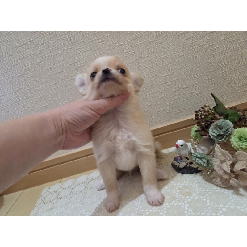 成約済の広島県のチワワ(ロングコート)-422565の29枚目