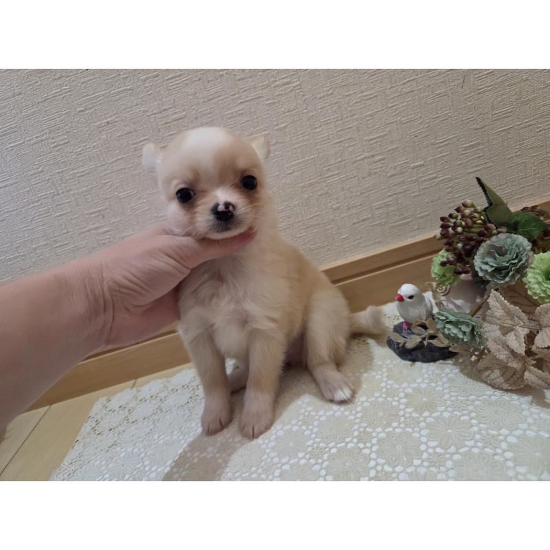 成約済の広島県のチワワ(ロングコート)-422565の28枚目