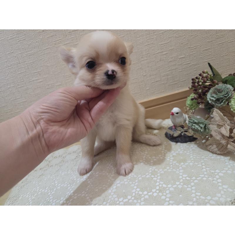 成約済の広島県のチワワ(ロングコート)-422565の27枚目