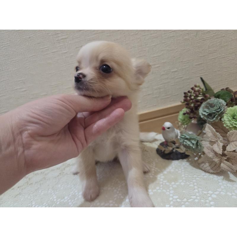 成約済の広島県のチワワ(ロングコート)-422565の24枚目