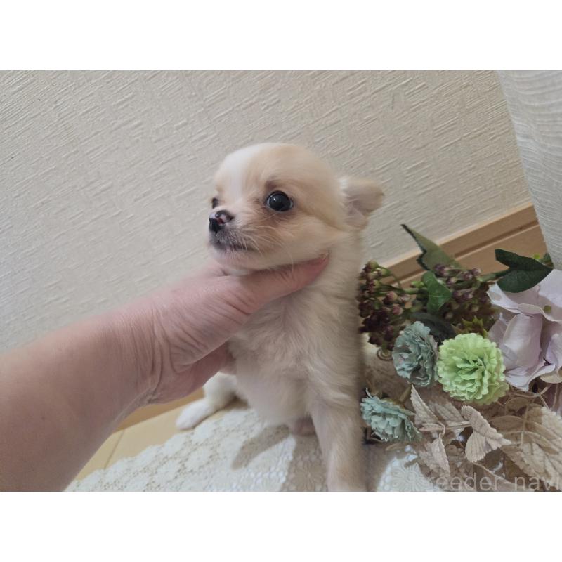 成約済の広島県のチワワ(ロングコート)-422565の23枚目