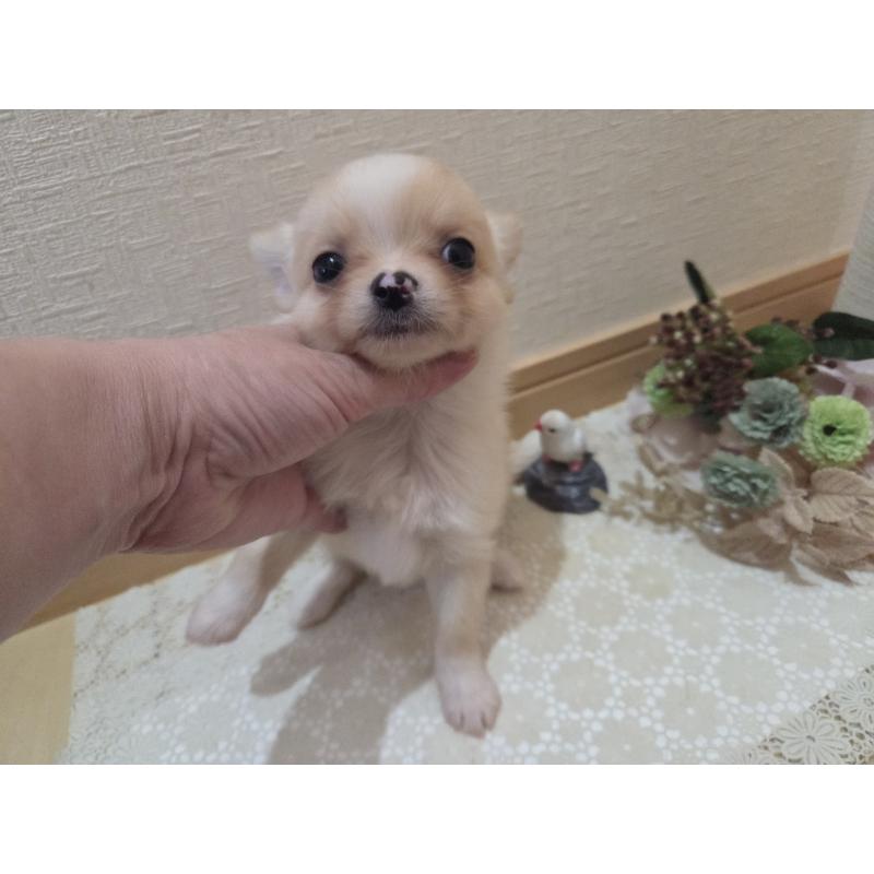 成約済の広島県のチワワ(ロングコート)-422565の22枚目