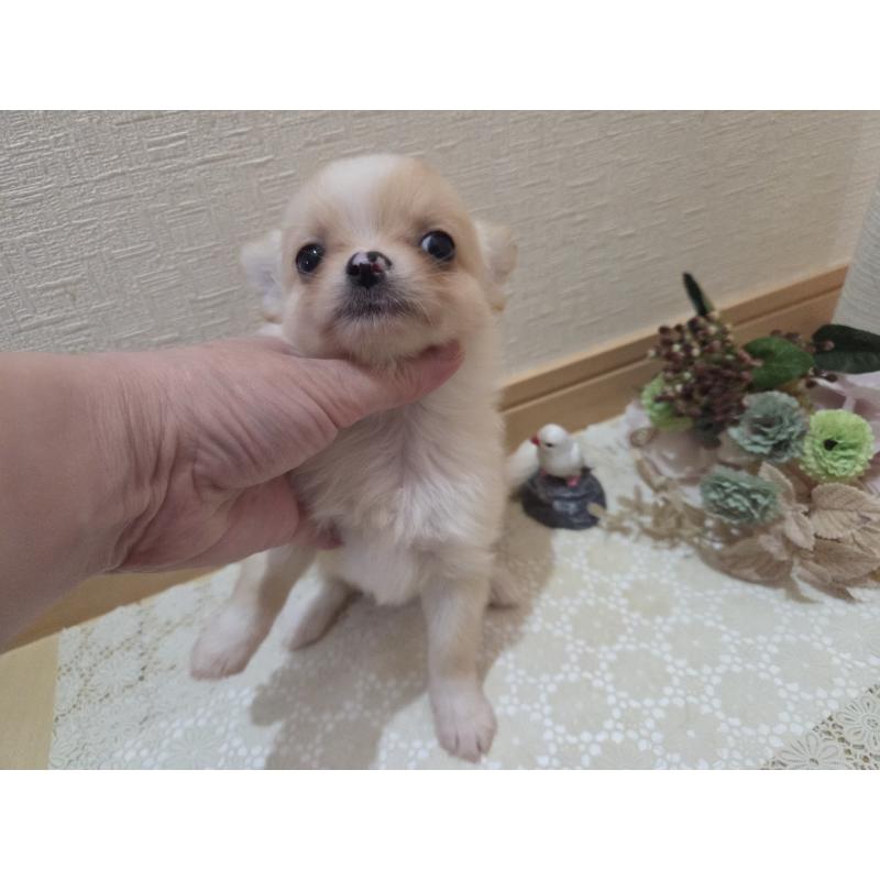 成約済の広島県のチワワ(ロングコート)-422565の21枚目