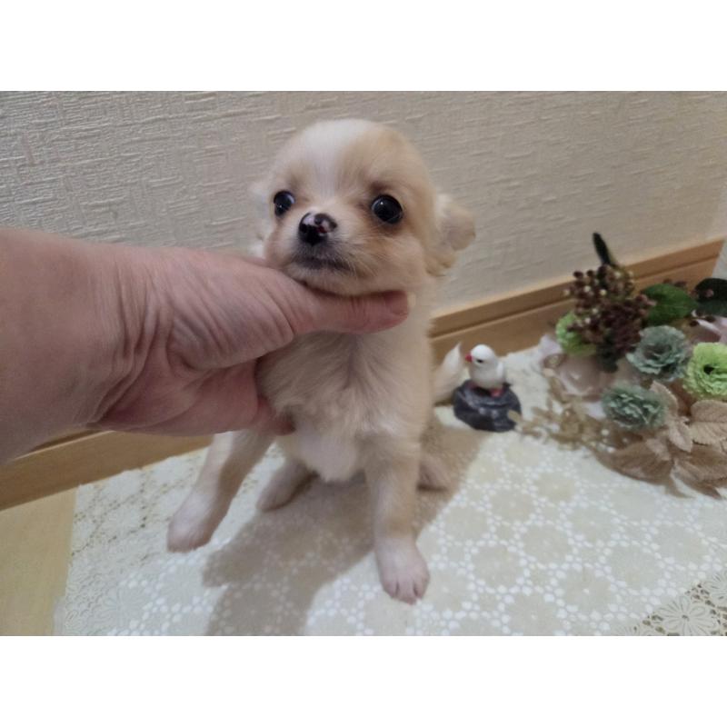 成約済の広島県のチワワ(ロングコート)-422565の20枚目