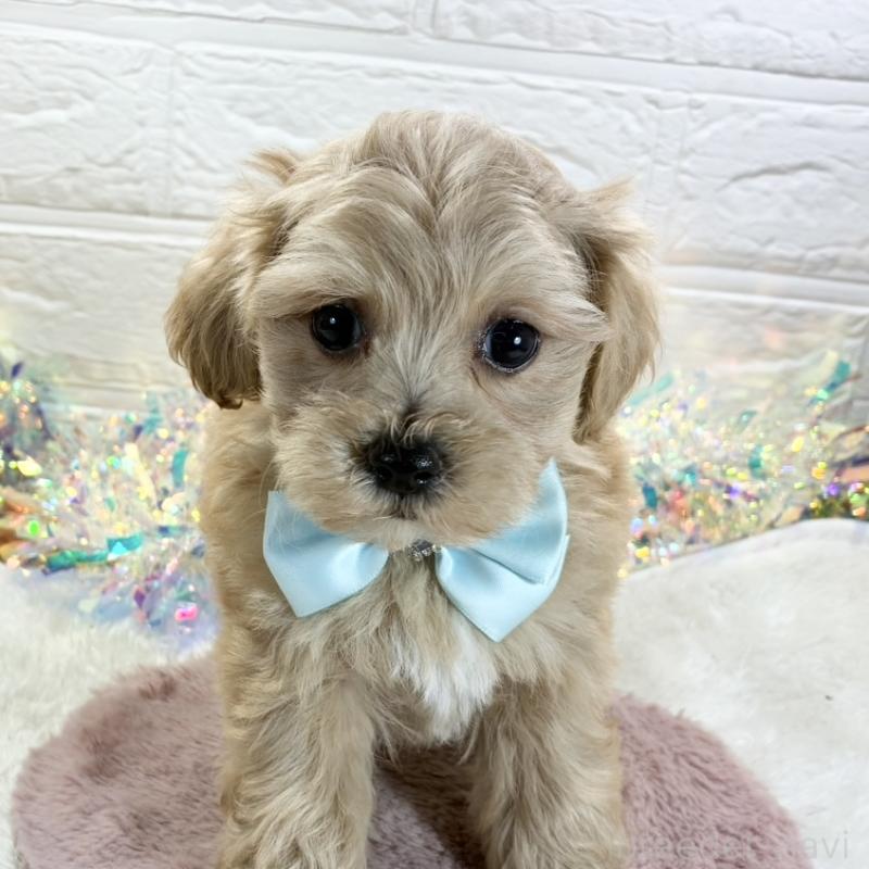 販売中の岐阜県のマルプー:マルチーズ×トイプードル-428345の1枚目