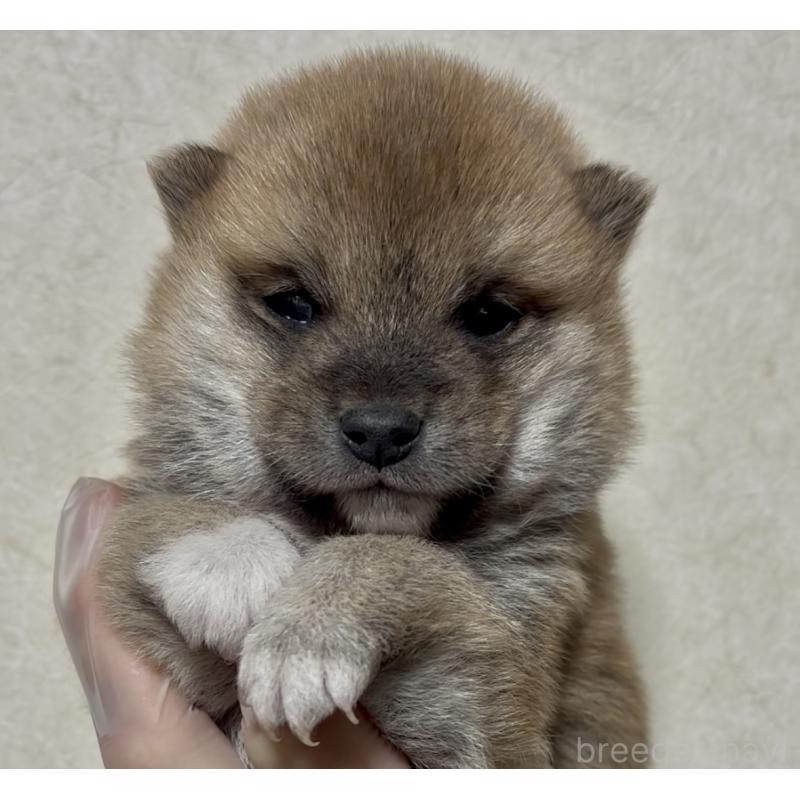 販売中の愛知県の豆柴-428349の1枚目