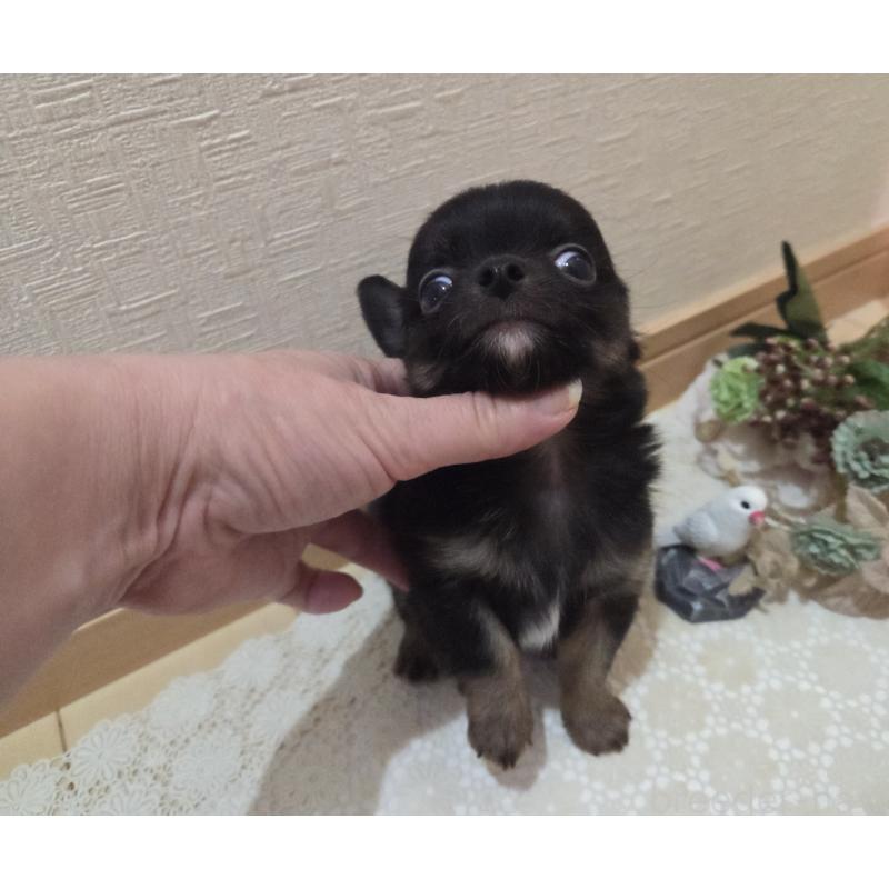 成約済の広島県のチワワ(ロングコート)-422570の22枚目