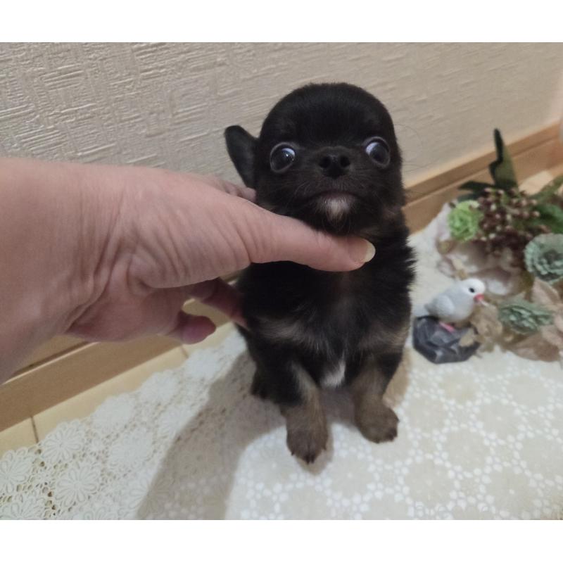 成約済の広島県のチワワ(ロングコート)-422570の21枚目