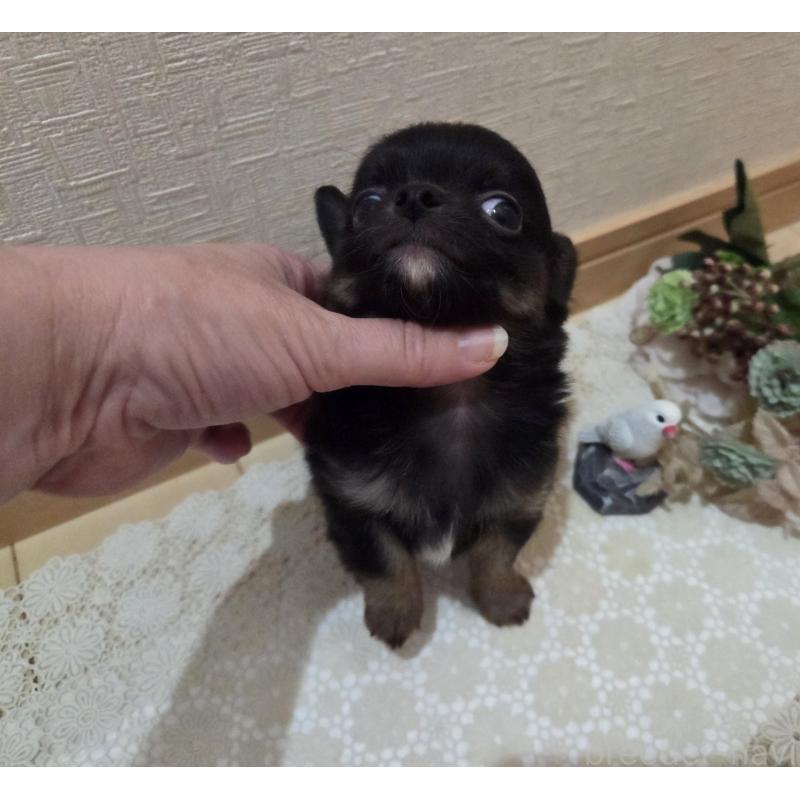 成約済の広島県のチワワ(ロングコート)-422570の20枚目