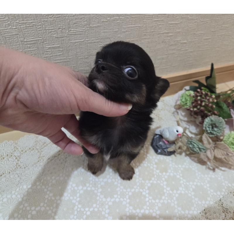 成約済の広島県のチワワ(ロングコート)-422570の19枚目