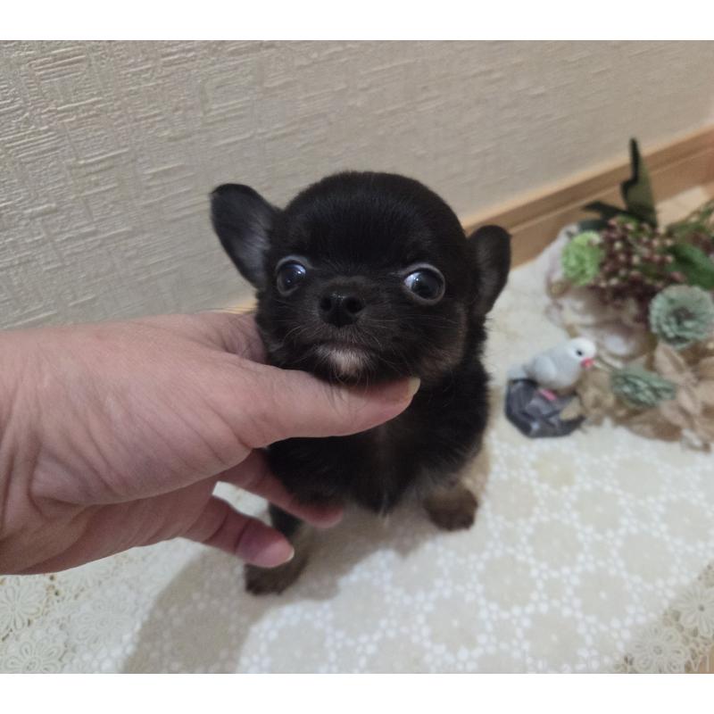 成約済の広島県のチワワ(ロングコート)-422570の18枚目