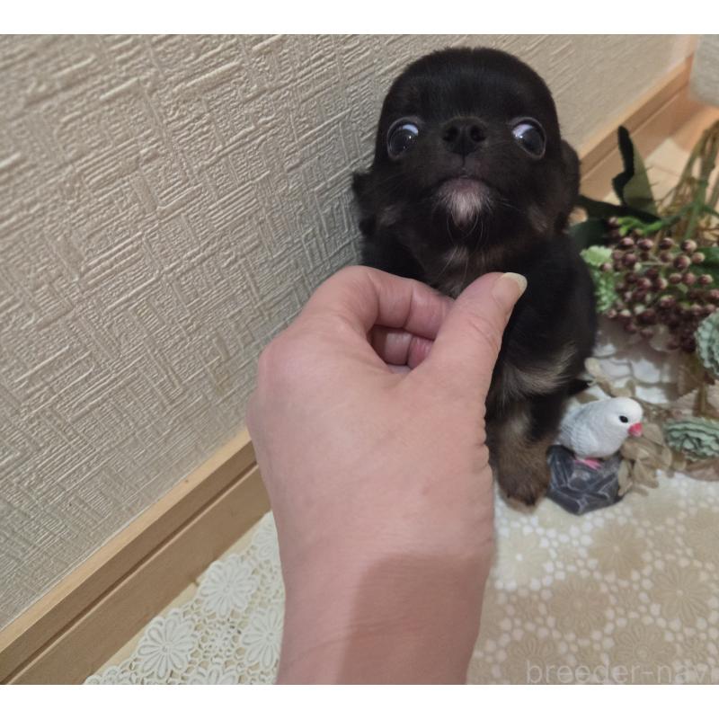 成約済の広島県のチワワ(ロングコート)-422570の17枚目