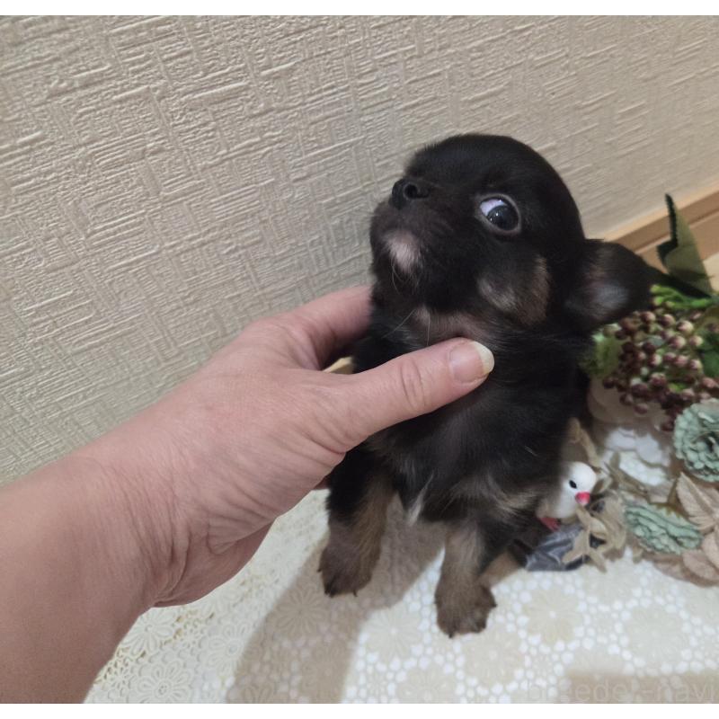 成約済の広島県のチワワ(ロングコート)-422570の16枚目