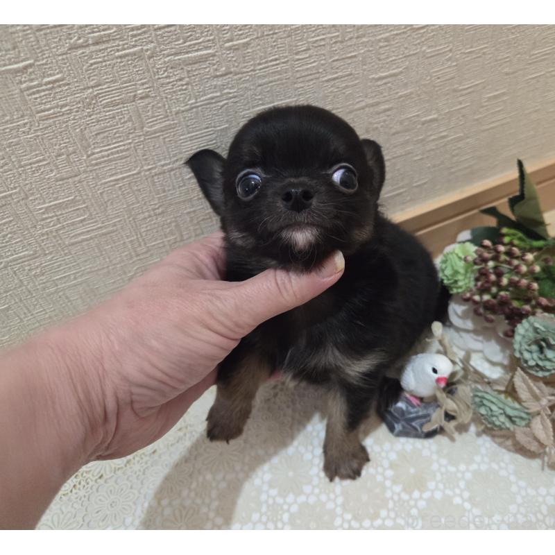 成約済の広島県のチワワ(ロングコート)-422570の15枚目