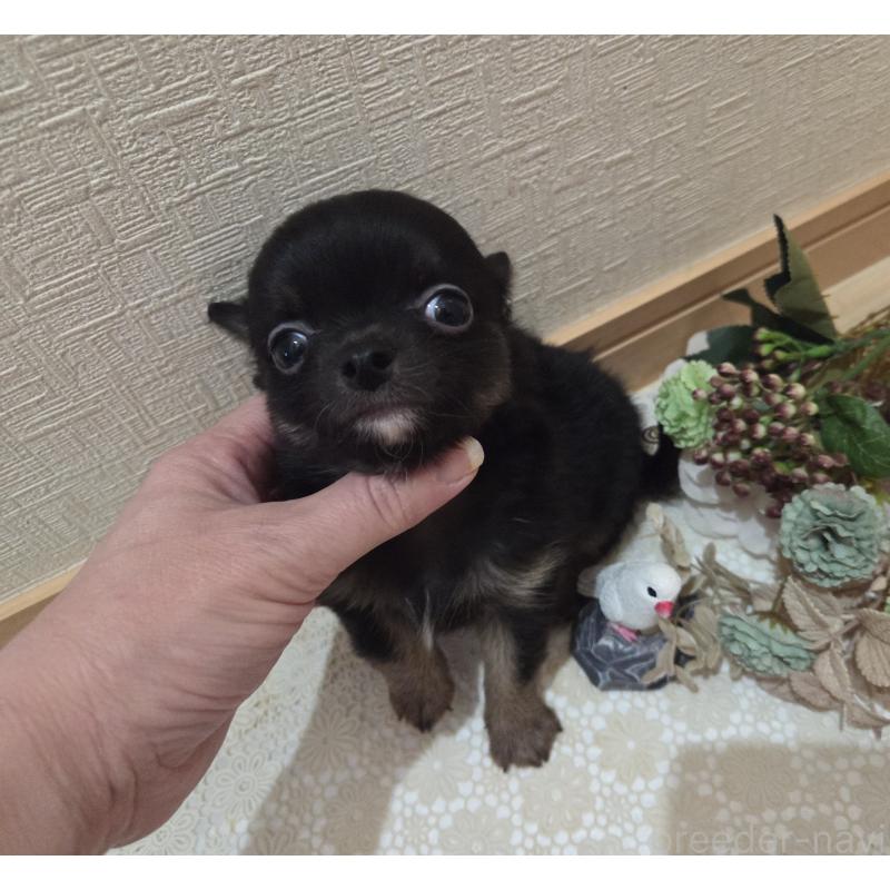 成約済の広島県のチワワ(ロングコート)-422570の14枚目