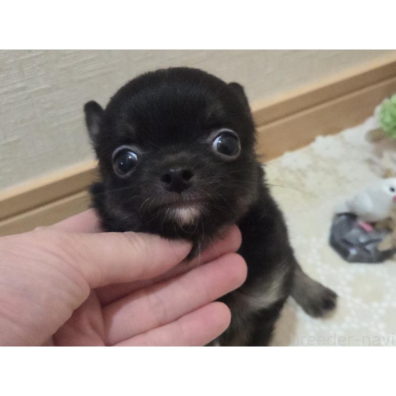 販売中の広島県のチワワ(ロングコート)-422570