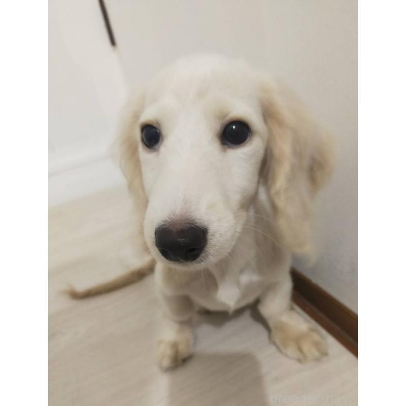 販売中の宮崎県のミニチュアダックスフンド(ロングヘアード)-428347の1枚目