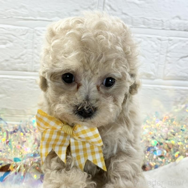 販売中の岐阜県のマルプー:マルチーズ×トイプードル-428348の1枚目