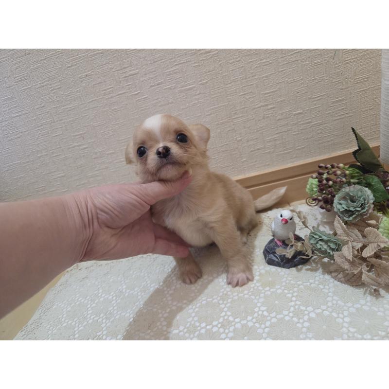 成約済の広島県のチワワ(ロングコート)-422566の11枚目