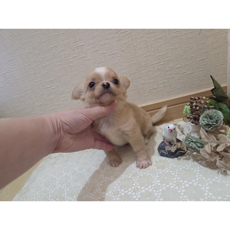 成約済の広島県のチワワ(ロングコート)-422566の10枚目