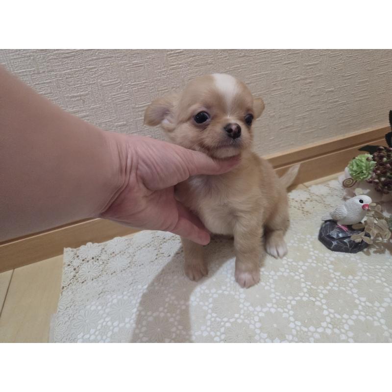 成約済の広島県のチワワ(ロングコート)-422566の9枚目