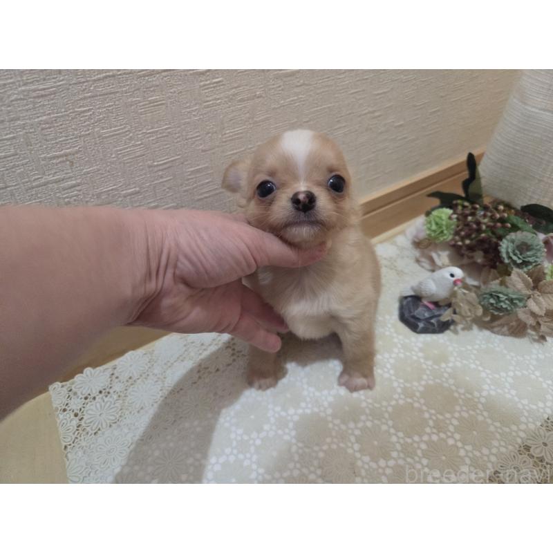 成約済の広島県のチワワ(ロングコート)-422566の8枚目