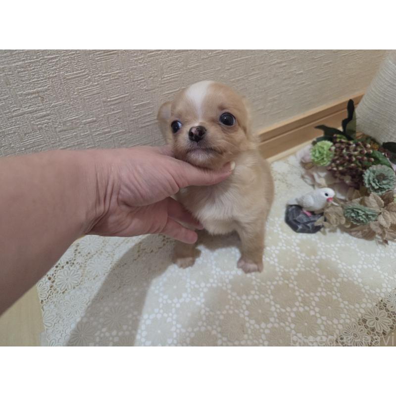 成約済の広島県のチワワ(ロングコート)-422566の7枚目