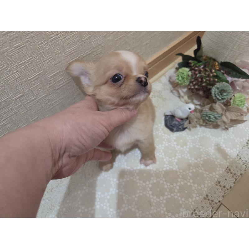 成約済の広島県のチワワ(ロングコート)-422566の6枚目