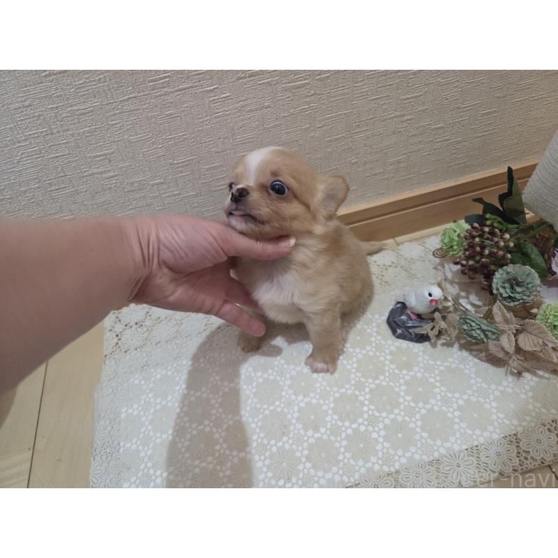 成約済の広島県のチワワ(ロングコート)-422566の5枚目