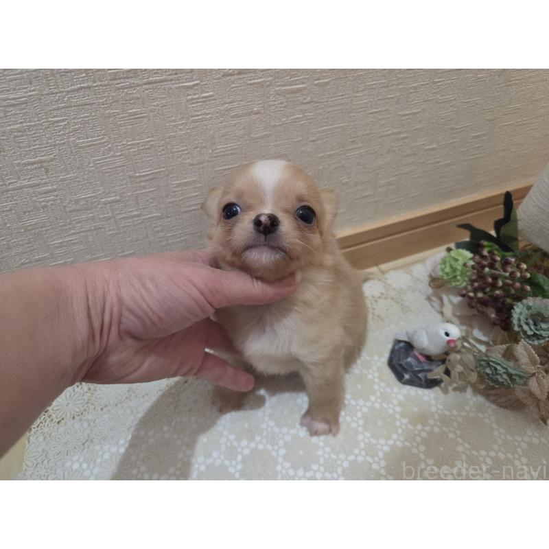 成約済の広島県のチワワ(ロングコート)-422566の4枚目