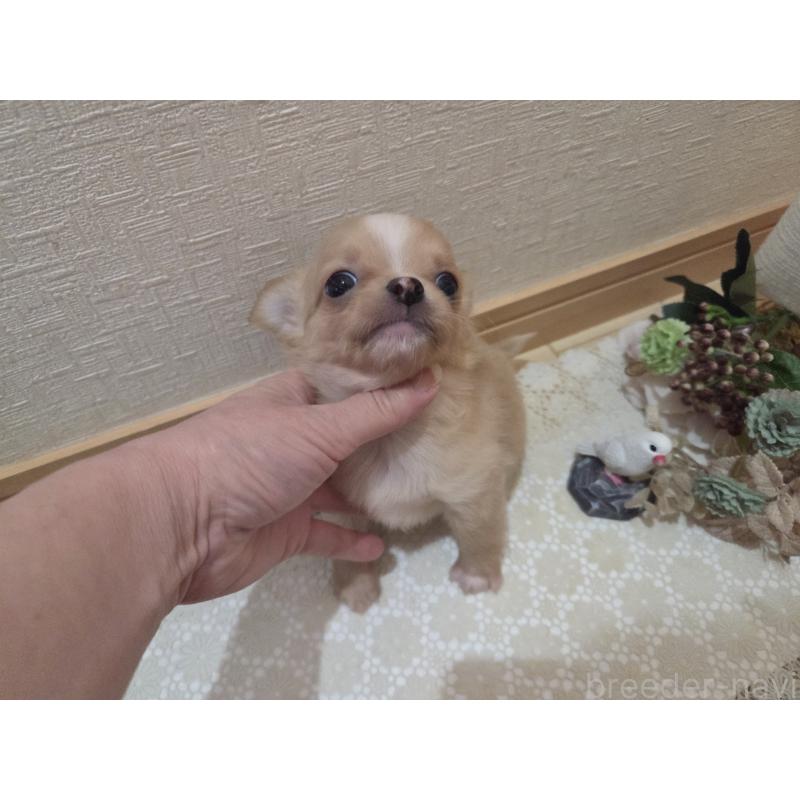 成約済の広島県のチワワ(ロングコート)-422566の3枚目