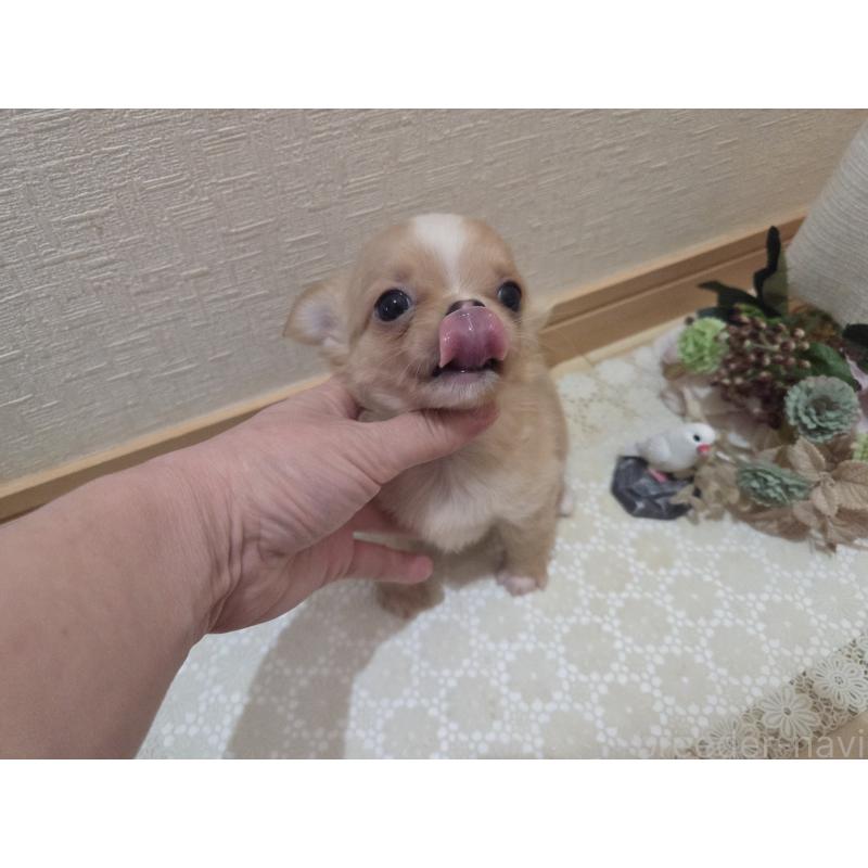 成約済の広島県のチワワ(ロングコート)-422566の2枚目