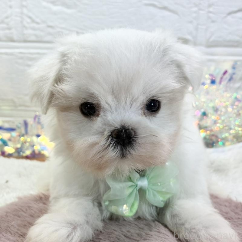 販売中の岐阜県のマルチーズ-428350の1枚目