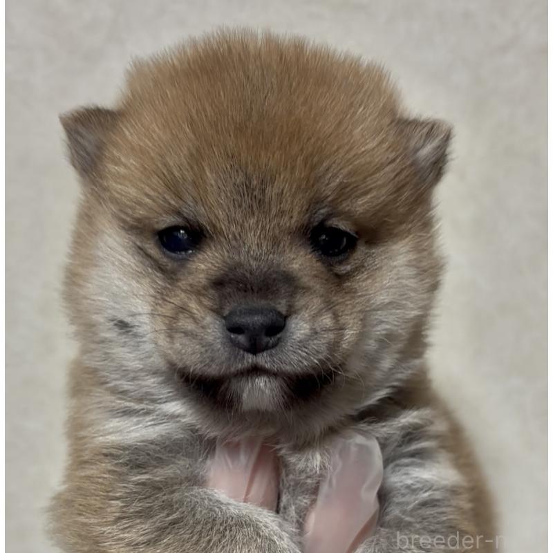 販売中の愛知県の豆柴-428351