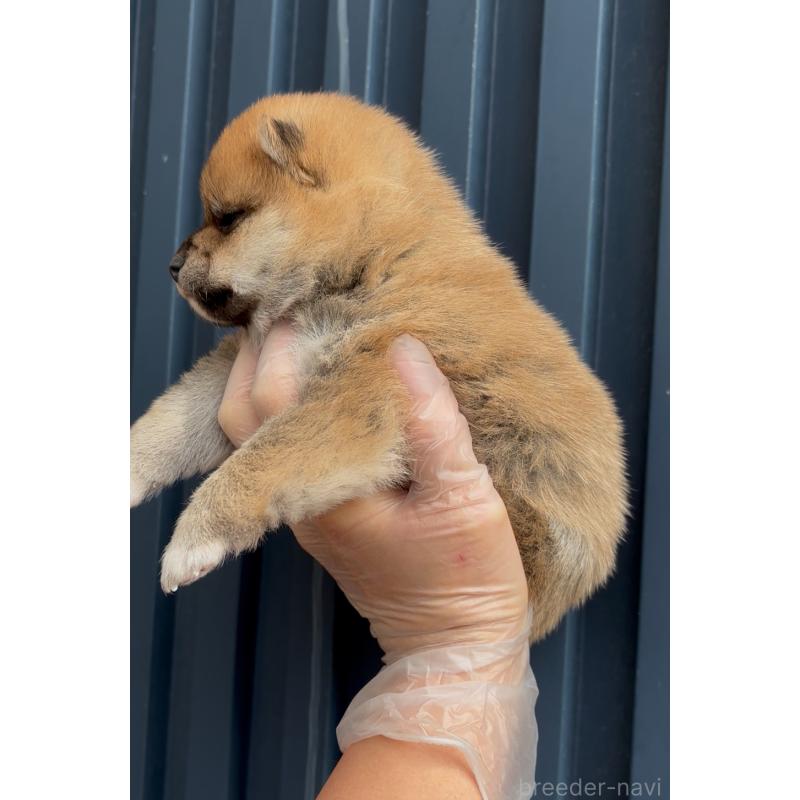 販売中の愛知県の豆柴-428351の4枚目