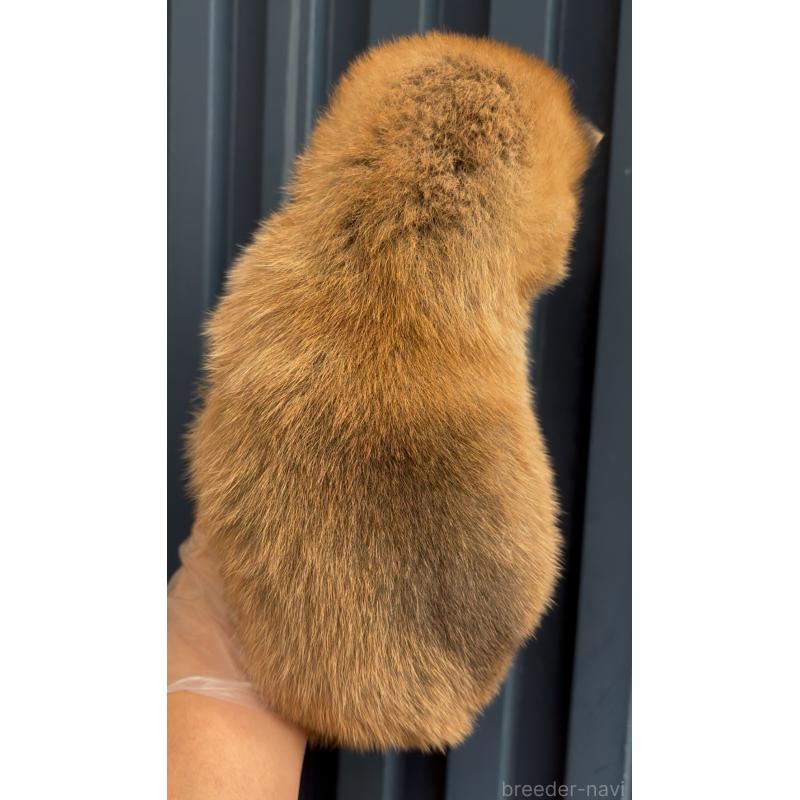 販売中の愛知県の豆柴-428351の3枚目