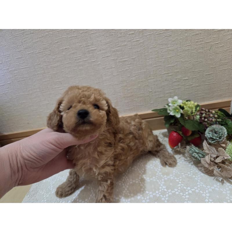 成約済の広島県のタイニープードル-423798の23枚目