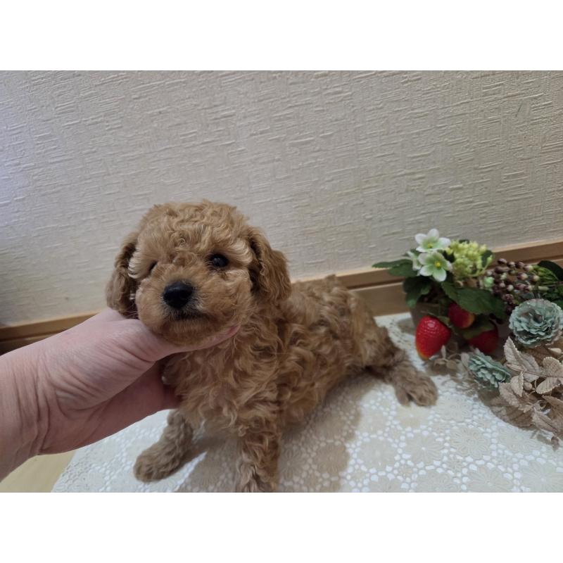 成約済の広島県のタイニープードル-423798の22枚目