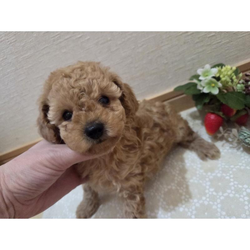 成約済の広島県のタイニープードル-423798の21枚目