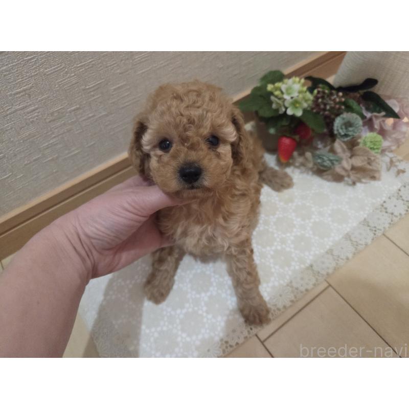 成約済の広島県のタイニープードル-423798の20枚目