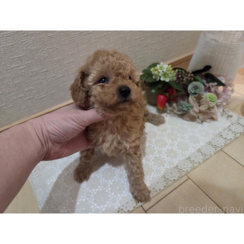 成約済の広島県のタイニープードル-423798の19枚目