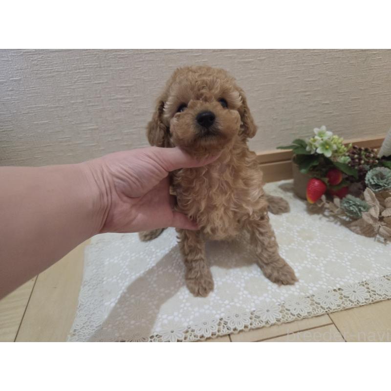 成約済の広島県のタイニープードル-423798の18枚目