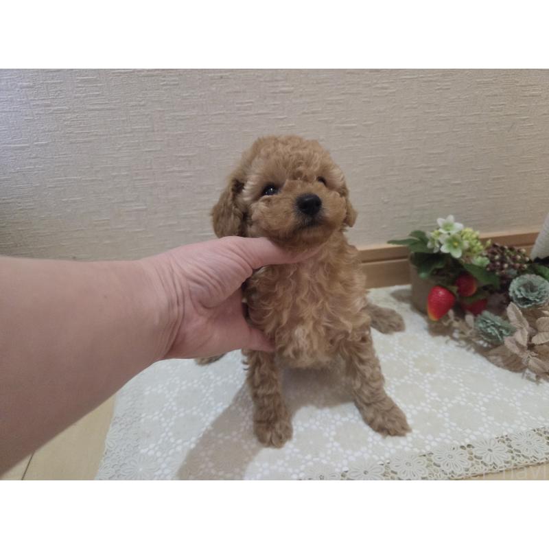 成約済の広島県のタイニープードル-423798の17枚目