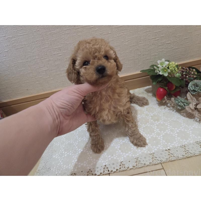 成約済の広島県のタイニープードル-423798の16枚目