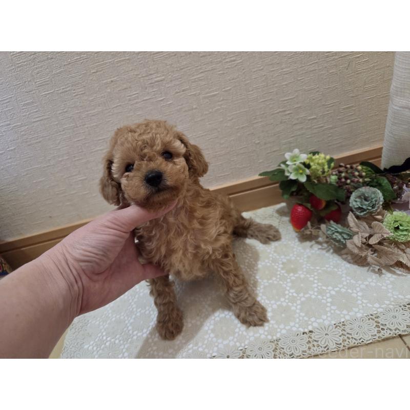 成約済の広島県のタイニープードル-423798の15枚目